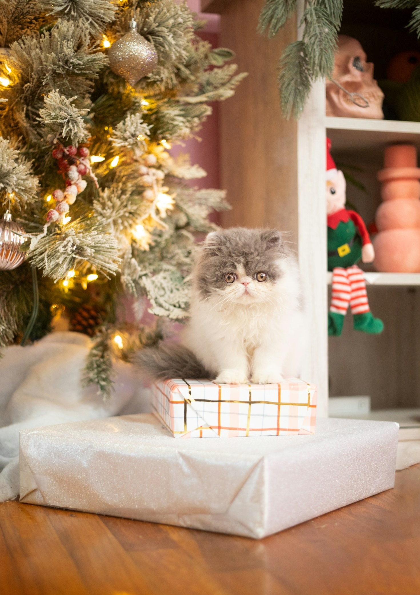 Why Every Cat Needs A Puzzle Feeder
