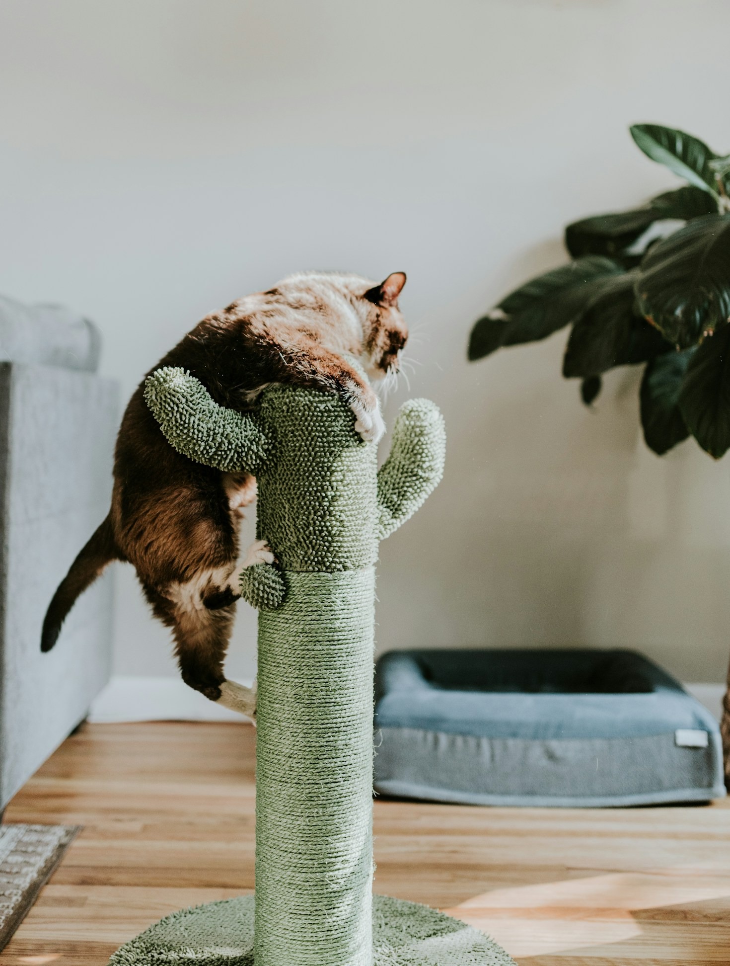 How To Choose Premium Clumping Litter Bundles